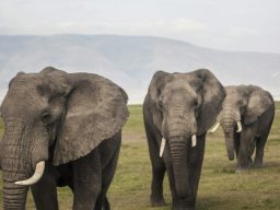 Three elephants walking across a grassy landscape.